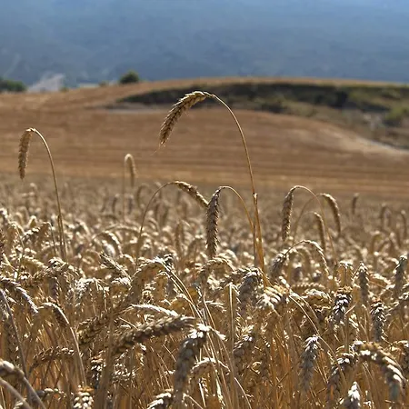 Gospodarstwo wiejskie Caserio Montehermoso Astulez